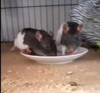 dwergratjes, Dieren en Toebehoren, Knaagdieren, Rat, April, Mannelijk, Tam