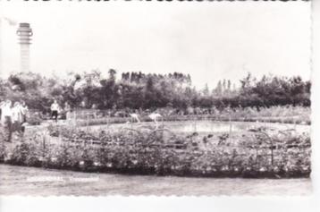 ROOSENDAAL,- Vrouwenhof. Achterzijde beschadigd. 31-07 beschikbaar voor biedingen