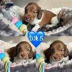 Zeer mooie langharige dwergteckel pup💙, Dieren en Toebehoren, Honden | Teckels en Dashonden, België, 8 tot 15 weken, Dwerg, Langhaar