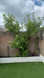 Magnolia kubus ( zelf uit de grond komen halen ), Tuin en Terras, Planten | Bomen, Ophalen, Lente, Halfschaduw, 250 tot 400 cm