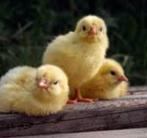 kuikens te leen gezocht, Dieren en Toebehoren, Pluimvee, Meerdere dieren, Kip