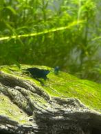 Blauwe garnalen Neocaridina davidi Blue Diamond, Kreeft, Krab of Garnaal