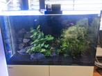 Inhoud tropisch aquarium, Ophalen, Zo goed als nieuw, Gevuld zoetwateraquarium