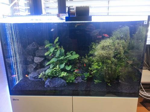 Inhoud tropisch aquarium, Dieren en Toebehoren, Vissen | Aquaria en Toebehoren, Zo goed als nieuw, Gevuld zoetwateraquarium, Ophalen