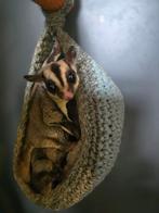 Sugerglider mannetje uit 2023, Juni, Mannelijk