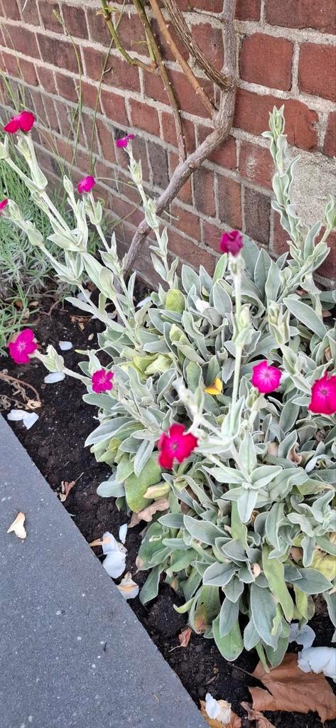 Prikneus roze, Tuin en Terras, Planten | Tuinplanten, Overige soorten, Volle zon, Zomer, Ophalen of Verzenden