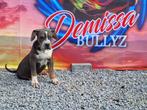 Laatste 2 american bully xl teefjes, Dieren en Toebehoren, Honden | Bulldogs, Pinschers en Molossers, België, Particulier, Rabiës (hondsdolheid)