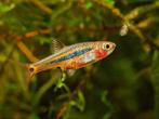 Glasrasbora, Dieren en Toebehoren, Vis