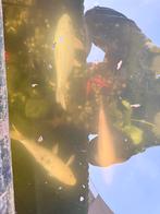 Koi karpers, Dieren en Toebehoren, Karper of Koi