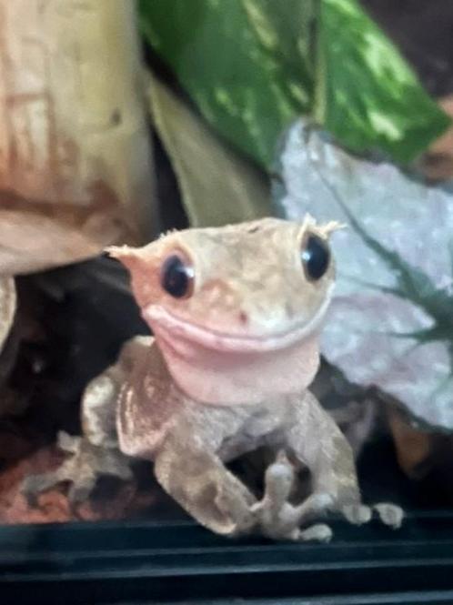 Wimper gekko, Dieren en Toebehoren, Reptielen en Amfibieën, Overige soorten, 3 tot 6 jaar