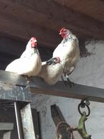 Kippen en hanen, Dieren en Toebehoren, Pluimvee, Meerdere dieren, Kip