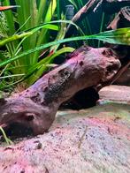 Borstelneus jongen, Vis