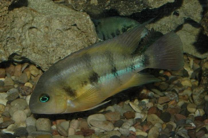 Midden Amerikaanse Cichliden: Cryptoheros cutteri, Dieren en Toebehoren, Vissen | Aquariumvissen, Zoetwatervis, Vis