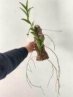 Trichoglottis atro purpurea, Overige soorten, Minder dan 100 cm, Ophalen of Verzenden, Halfschaduw