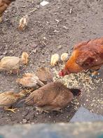 Brahma kippen kuikens, Dieren en Toebehoren, Pluimvee, Meerdere dieren, Kip