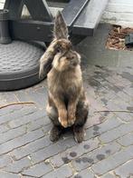Lief konijnenduo inclusief luxe verblijf, Dieren en Toebehoren, Konijnen, Meerdere dieren, Middelgroot, Hangoor, 0 tot 2 jaar
