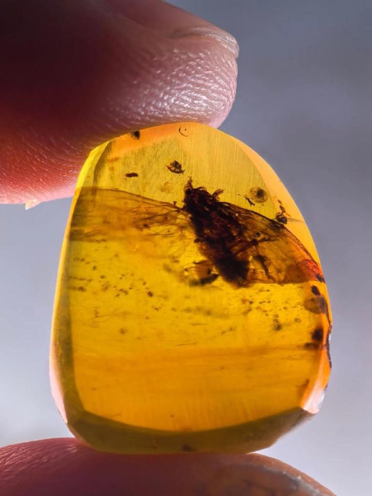 Birmees Amber (L1) met insluiting van grote onbekende vliegs, Verzamelen, Mineralen en Fossielen, Fossiel, Verzenden