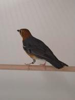 1-1 Dama lijsters, Dieren en Toebehoren, Meerdere dieren, Tropenvogel, Geringd