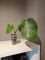 Monstera Variegata  jonge plant   nr 18, Ophalen of Verzenden, Halfschaduw, Minder dan 100 cm