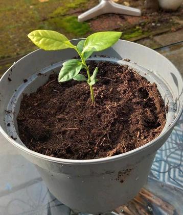 Citroen boompje 🌳🍋🍋 beschikbaar voor biedingen