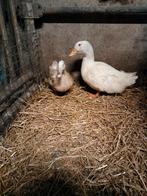 Te koop koppel Pekingeenden, Dieren en Toebehoren, Pluimvee, Meerdere dieren, Eend