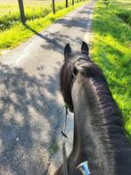 Recreatie paard te koop gevraagd, Dieren en Toebehoren, Paarden, Merrie, L, 160 tot 165 cm, 11 jaar of ouder