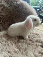 Jonge tamme Nederlandse hangoor dwergkonijntjes nhd, Dieren en Toebehoren, Mannelijk, Dwerg, Hangoor