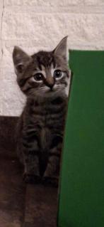 Prachtig getijgerde poesjes., Dieren en Toebehoren, Poes, Ontwormd