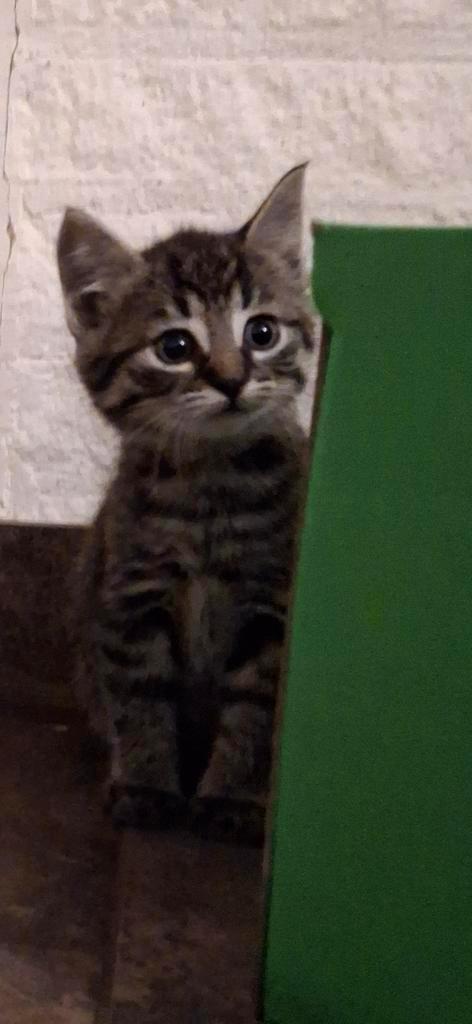Prachtig getijgerde poesjes., Dieren en Toebehoren, Katten en Kittens | Raskatten | Korthaar, Poes, Ontwormd