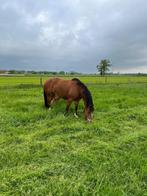 Freiberger Merrie 6 jaar, Dieren en Toebehoren, Paarden, Merrie, Minder dan 160 cm, Gechipt, Niet van toepassing