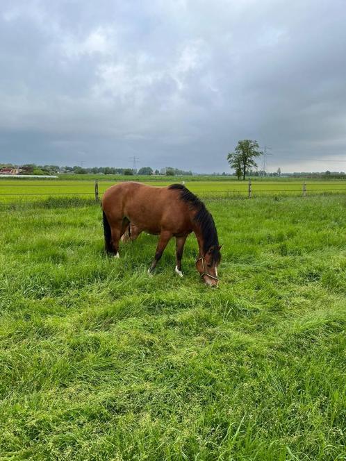 Freiberger Merrie 6 jaar, Dieren en Toebehoren, Paarden, Merrie, Niet van toepassing, Minder dan 160 cm, 3 tot 6 jaar, Recreatiepaard