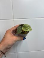 Anthurium luxurians stamstek, Huis en Inrichting, Kamerplanten, Ophalen of Verzenden, Overige soorten, Halfschaduw, Minder dan 100 cm