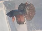 Betta man, Dieren en Toebehoren, Vis
