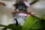 Baby Betta's Gezocht, Vis, Zoetwatervis