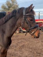Knappe en lieve welsh nwr ruin!! Betuigd, Dieren en Toebehoren, Pony's, B, Ruin, Dressuurpony, C pony (1.27m tot 1.37m)