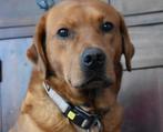 Dekreu Foxred ter dekking aangeboden stamboom NHSB (FSI), Dieren en Toebehoren, Honden | Dekreuen, Rabiës (hondsdolheid), Reu