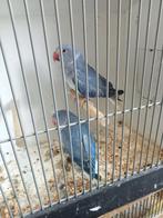 Te koop diverse parkiet soorten, Dieren en Toebehoren, Vogels | Parkieten en Papegaaien, Meerdere dieren, Parkiet