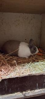 Hollander ram, Dieren en Toebehoren, Konijnen, Mannelijk, 0 tot 2 jaar