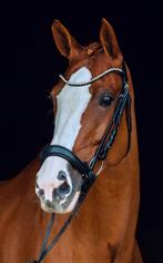 Horze Positano Hannover Anatomisch Hoofdstel maat Cob, ., Ophalen of Verzenden, ., .