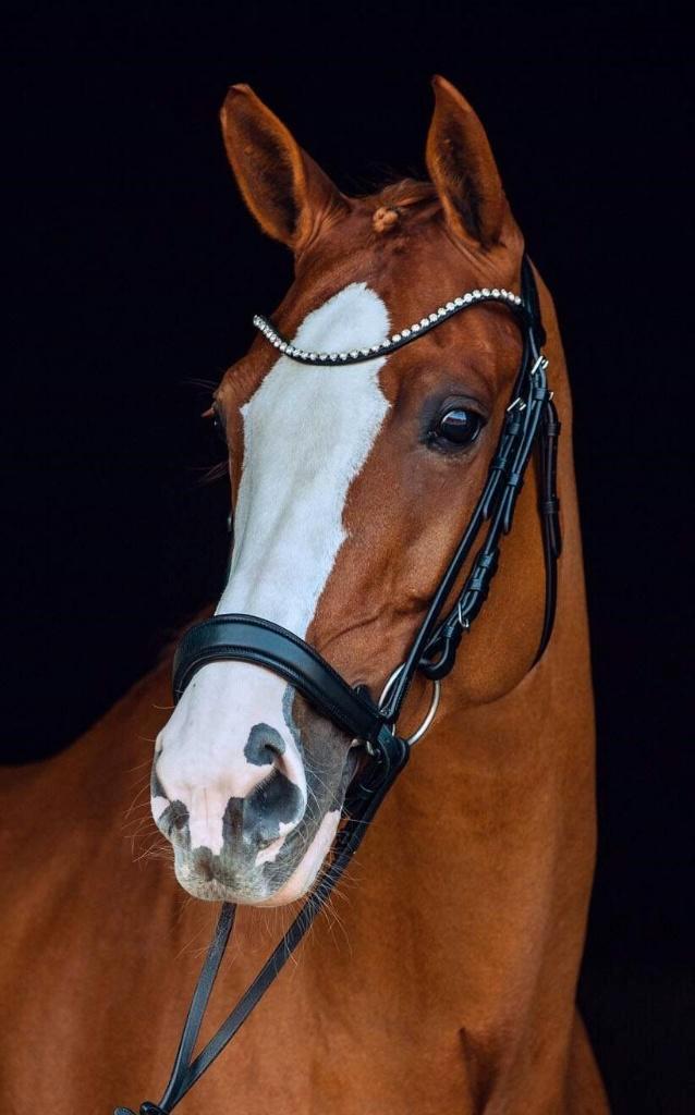 Horze Positano Hannover Anatomisch Hoofdstel maat Cob, Dieren en Toebehoren, Paarden en Pony's | Hoofdstellen en Tuigage, Nieuw