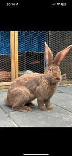 Reuzekonijnen koppel️, Dieren en Toebehoren, Konijnen, Mannelijk, Groot, Hangoor