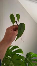 Epibremnum cebu blue, Overige soorten, Minder dan 100 cm, Groene kamerplant, Halfschaduw