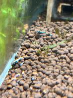 Caridina boa blue metallic groepje 10 stuks, Vis