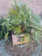 Chamaerops humilis, Ophalen of Verzenden, Overige soorten, Halfschaduw
