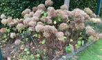 Gratis ophalen, Tuin en Terras, Planten | Tuinplanten, Ophalen, Vaste plant, Overige soorten, Volle zon