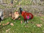 Antwerpse baardkrielen koppel/hen en haan, Dieren en Toebehoren, Meerdere dieren, Kip