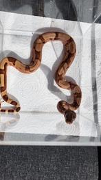 Laatste 3 boa ci hypo jungle nk25, Dieren en Toebehoren, Reptielen en Amfibieën, Slang, 0 tot 2 jaar