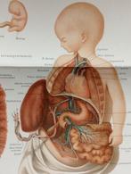 Oude Litho Anatomie Biologie 1895, Ophalen of Verzenden, Natuur en Biologie