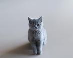 Britse korthaar kittens, Meerdere dieren, Ontwormd, 0 tot 2 jaar