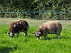 Rammen te koop., Dieren en Toebehoren, Schapen, Geiten en Varkens, Mannelijk, Schaap